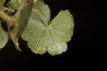 Lawn marshpennywort 